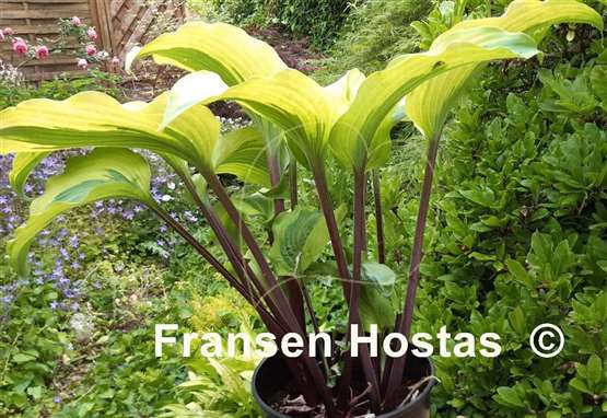 Hosta Monkey Business - Fransen Hostas